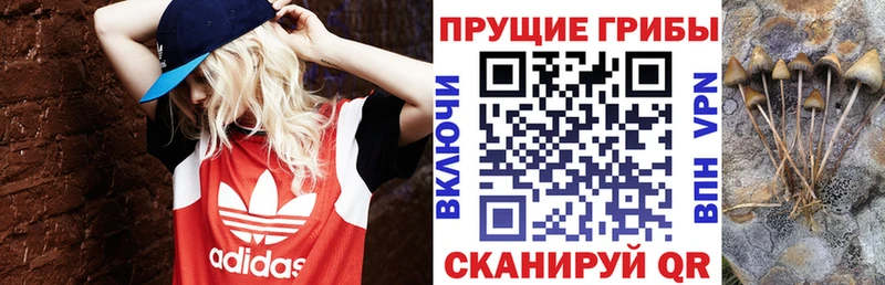 где можно купить наркотик  Щёлкино  Псилоцибиновые грибы Psilocybine cubensis 